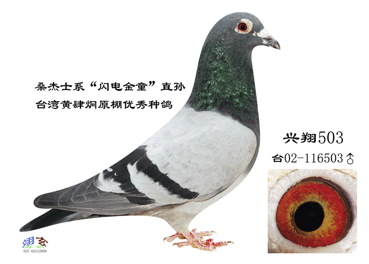 兴翔503