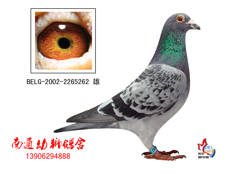 信鸽和普通鸽子的营养价值 H61494.jpg