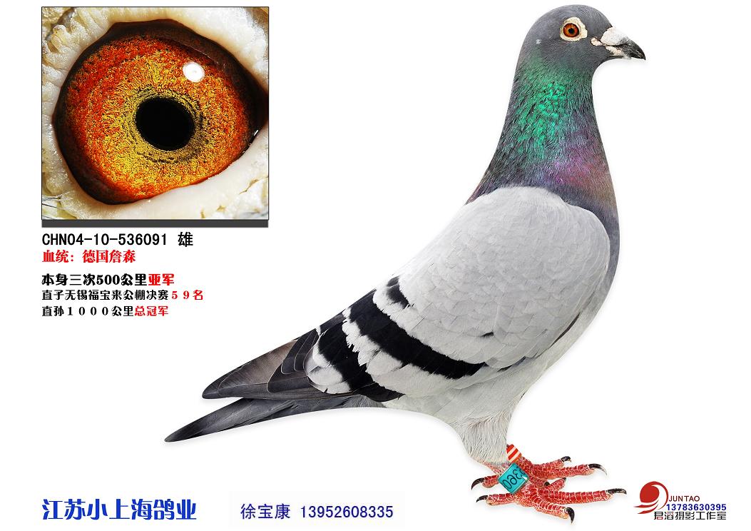 德国雅可比詹森冠军家族_江苏小上海鸽业-中信