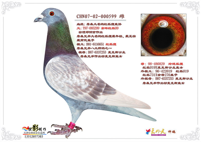 金环红狐99直女