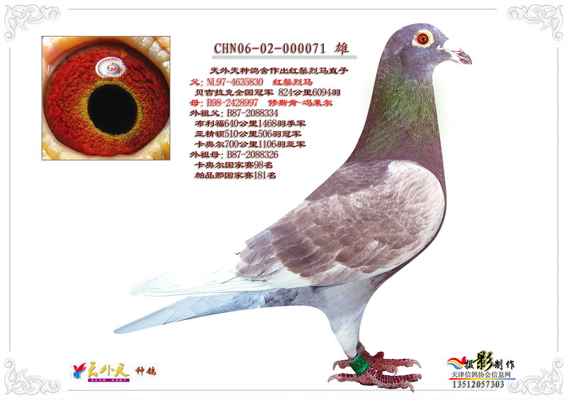 红鬃烈马直子071