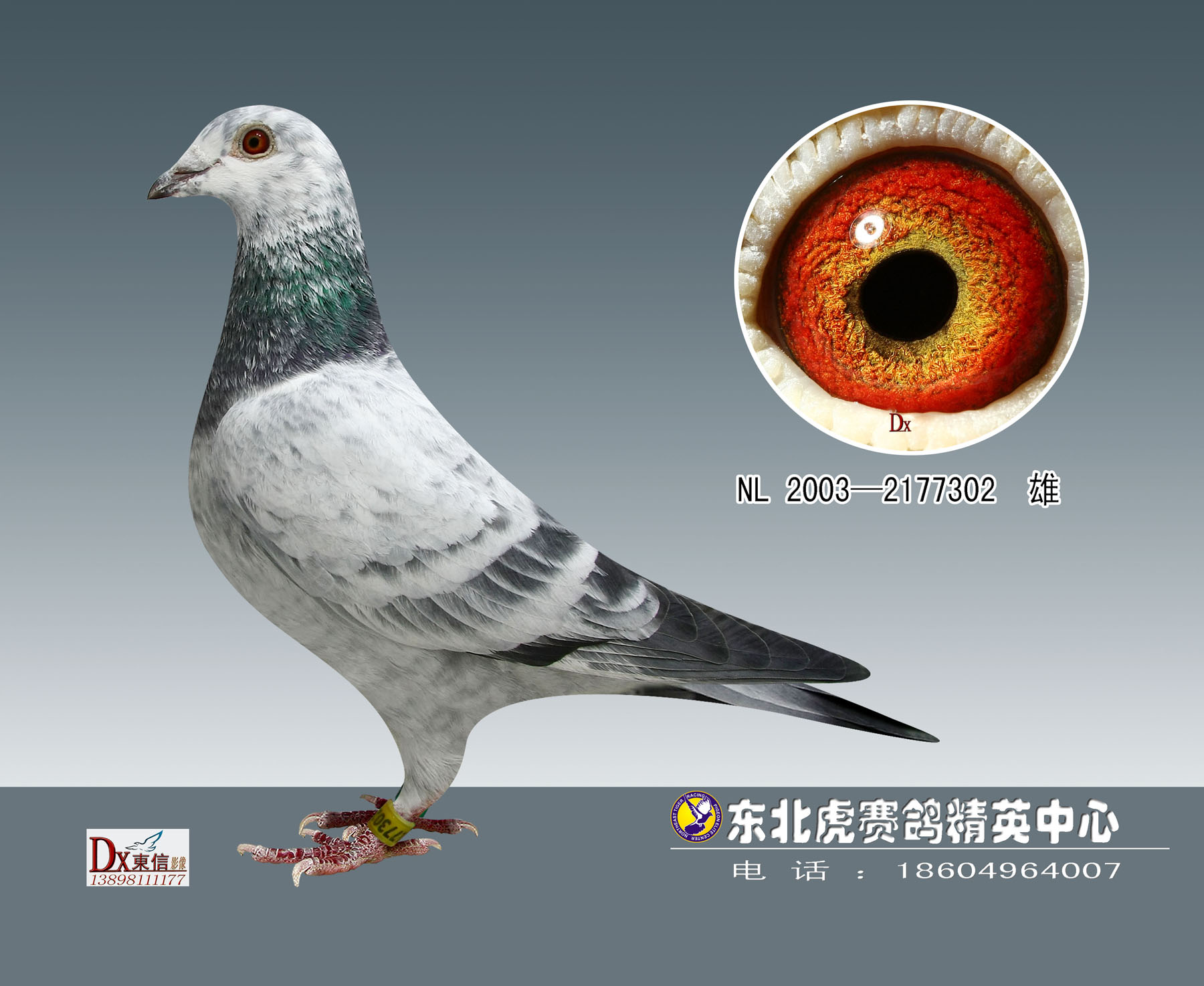 银色塔莉亚(已售昌图)_东北虎赛鸽精英中心_a