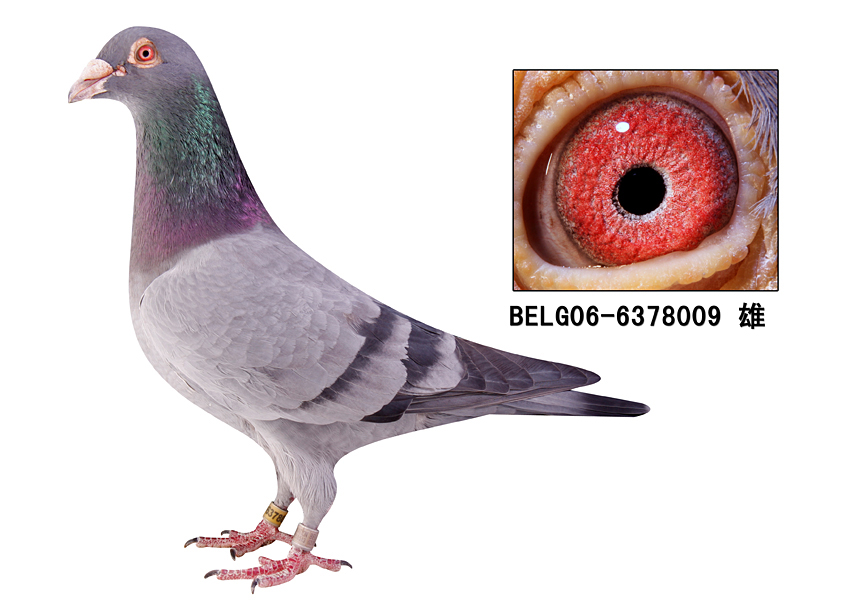 梦境之翼，解读梦见鸽子的神秘预兆