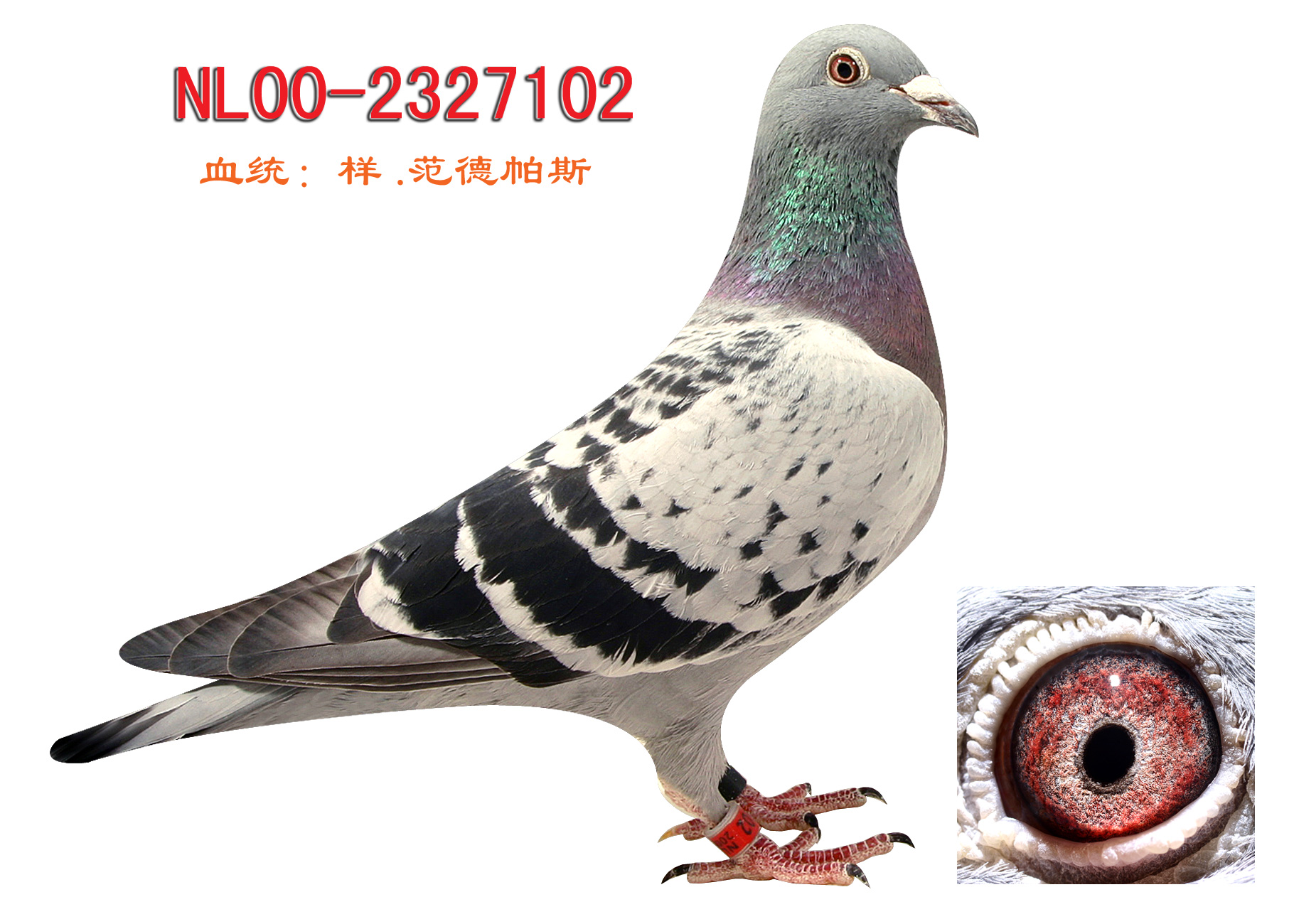 信鸽和普通鸽子的营养价值 H72803.jpg