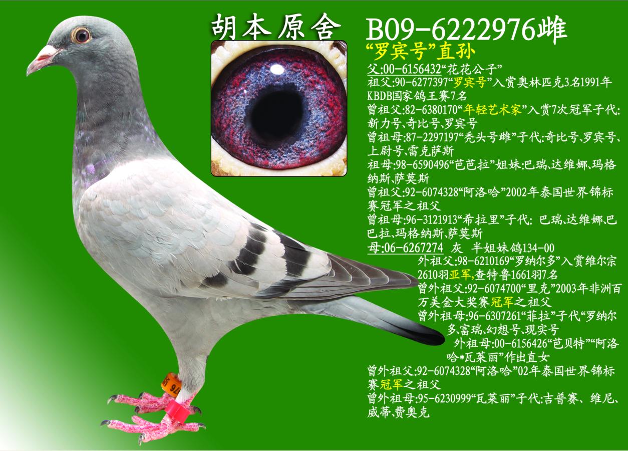 "罗宾号"直孙