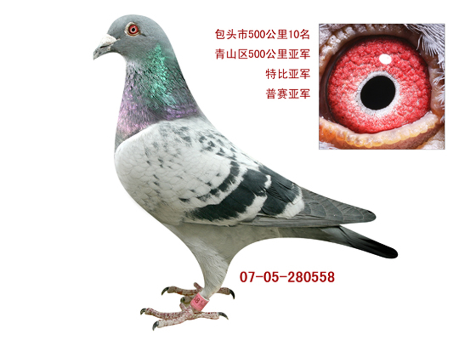 悍将558已售