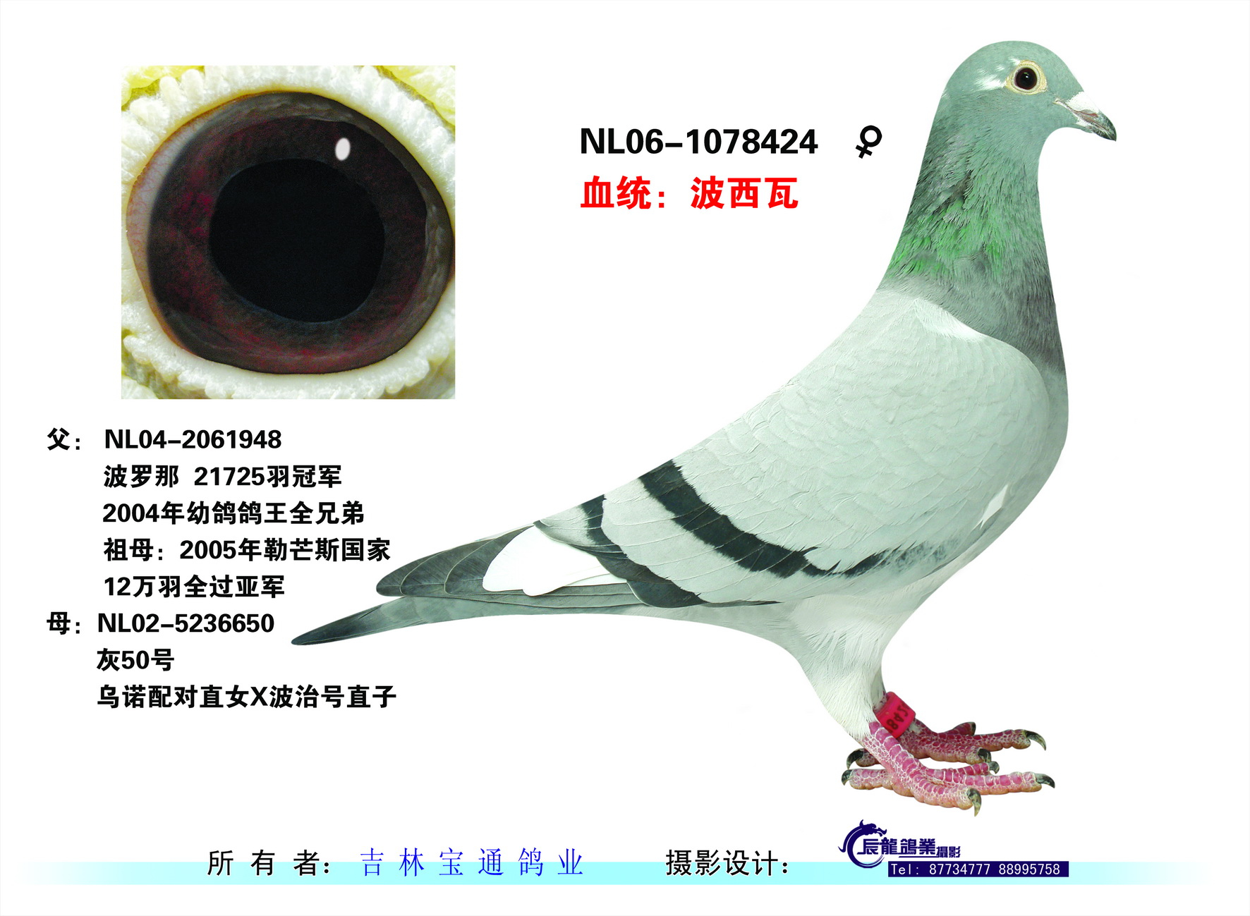 波西瓦_宁夏宝通鸽业-中信网爱鸽商城