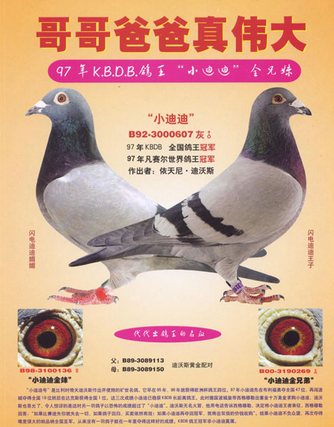 闪电铭鸽-小迪迪