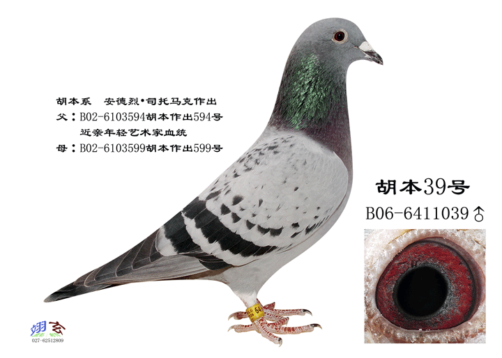 胡本39号