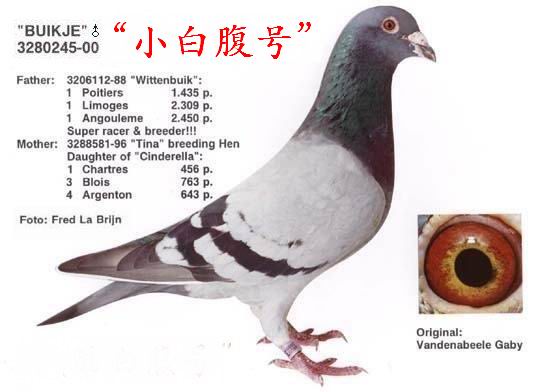 小白腹号_毛宁鸽舍_ ag188.com爱鸽商城_中国信鸽信息