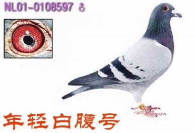 年轻白腹号_毛宁鸽舍_ag188.com爱鸽商城_中国信鸽