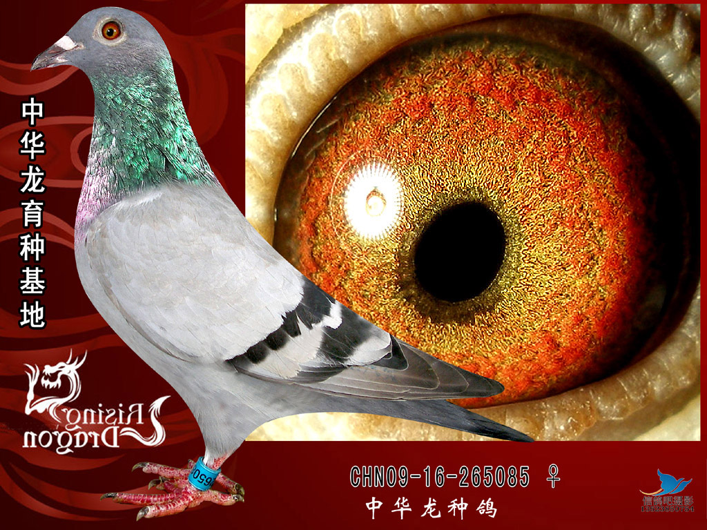玉兰詹森