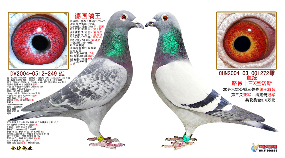 黄金配对1-500公里冠军“072”父母