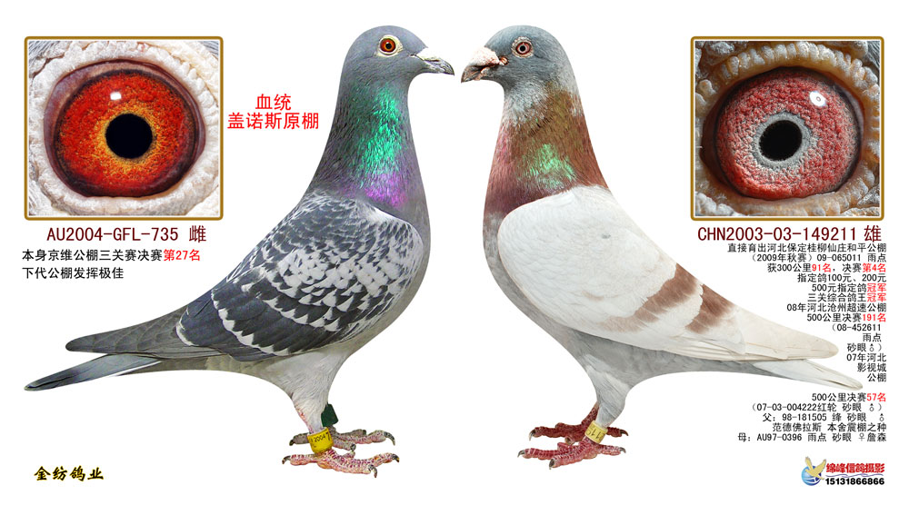 黄金配对2-三关鸽王冠军之父母