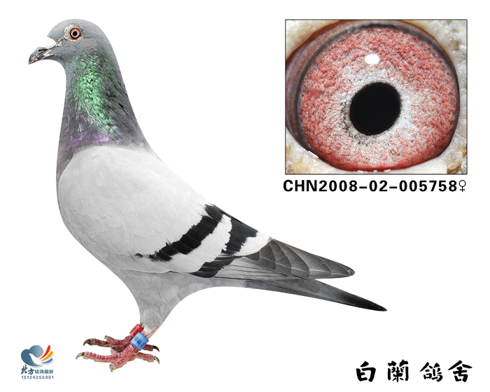 H78513.jpg