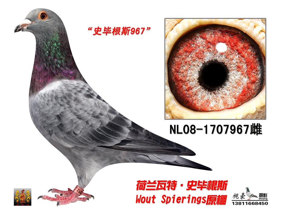 信鸽协会比赛直播中国网 H80108.jpg
