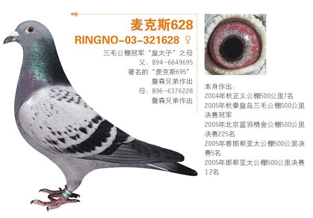 詹森麦克斯血系-麦克斯628