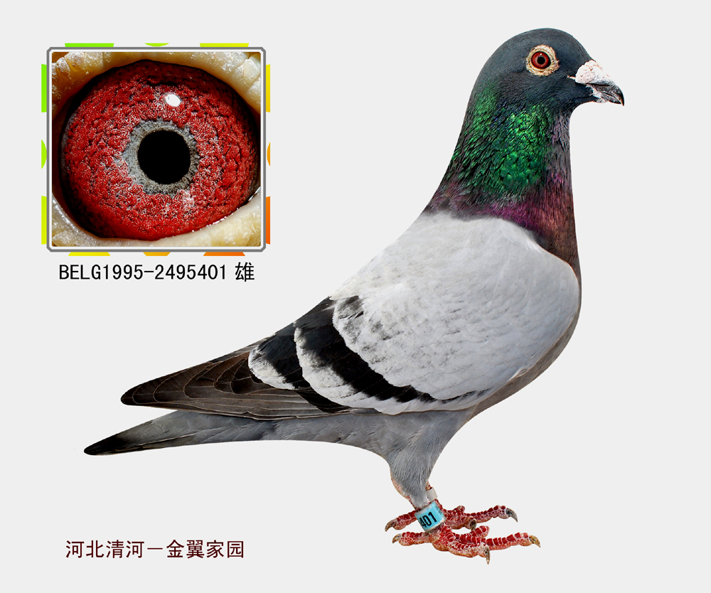 金翼电脑I(2009年拍照)_金翼家园_ag188.com