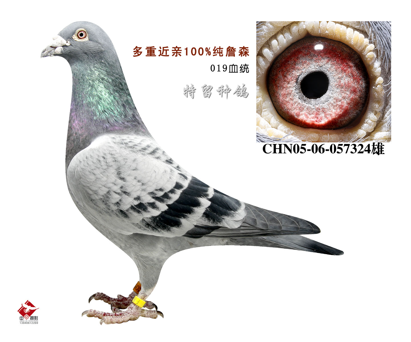 019--324_丹东金龙鸽业_ag188.com爱鸽商城