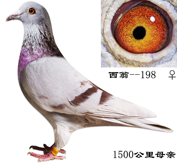 西翁-198_上海金盾鸽舍_ag188.com爱鸽商城_中国信鸽信息网