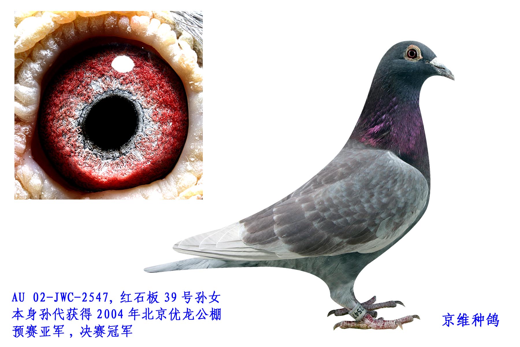 红石板39 - 2547 雌_北京京维种鸽养殖中心-中