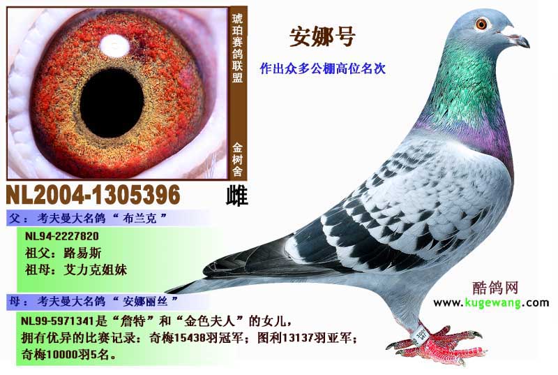 血 统: 考夫曼                鸽友通: 详细介绍   考夫曼