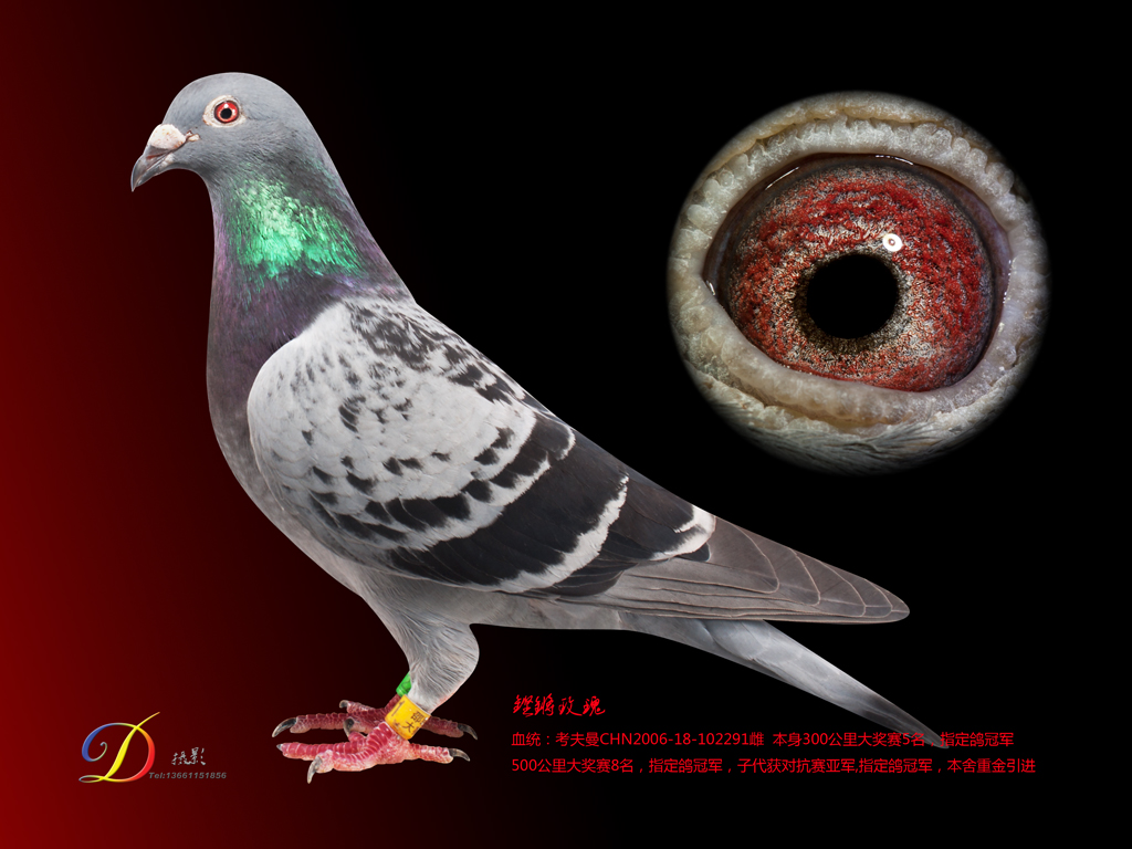 风雨彩虹 铿锵玫瑰-田震