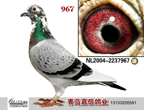 为什么我这么<em>年轻就</em>有<em>白头发</em>了?-