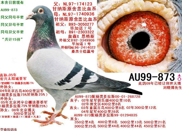 甘纳斯au99-873(已售北京鸽友)