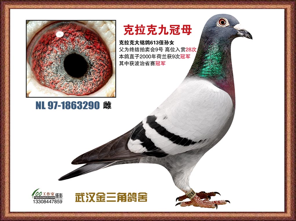 克拉克九冠母
