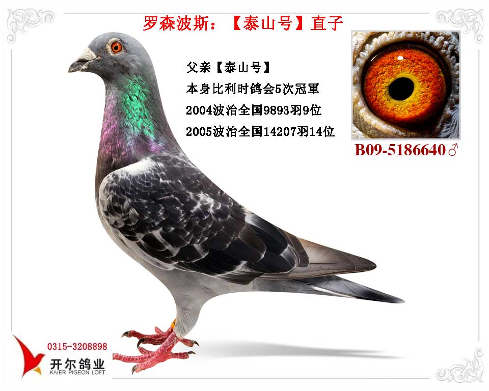 【小泰山】:【泰山】直子_唐山开尔鸽业_ ag188.com爱