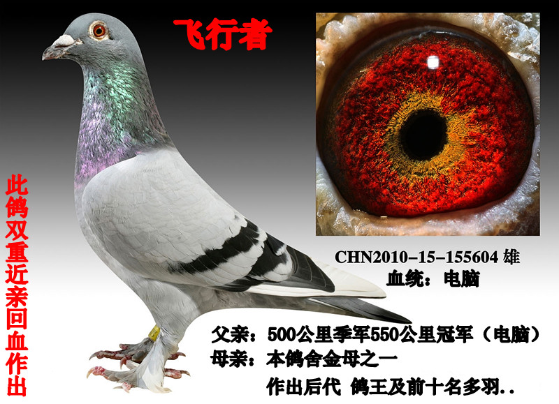 电脑_齐都飞翔鸽舍_ag188.com爱鸽商城