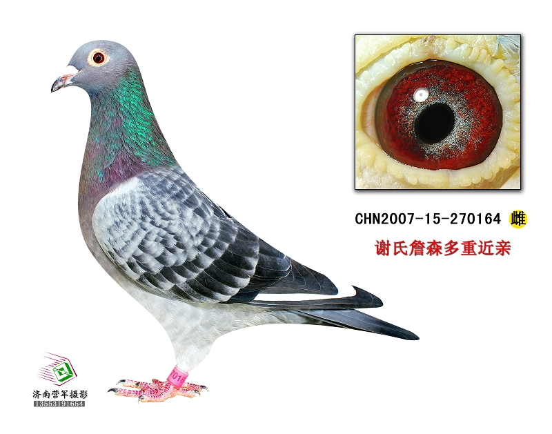 谢氏詹森