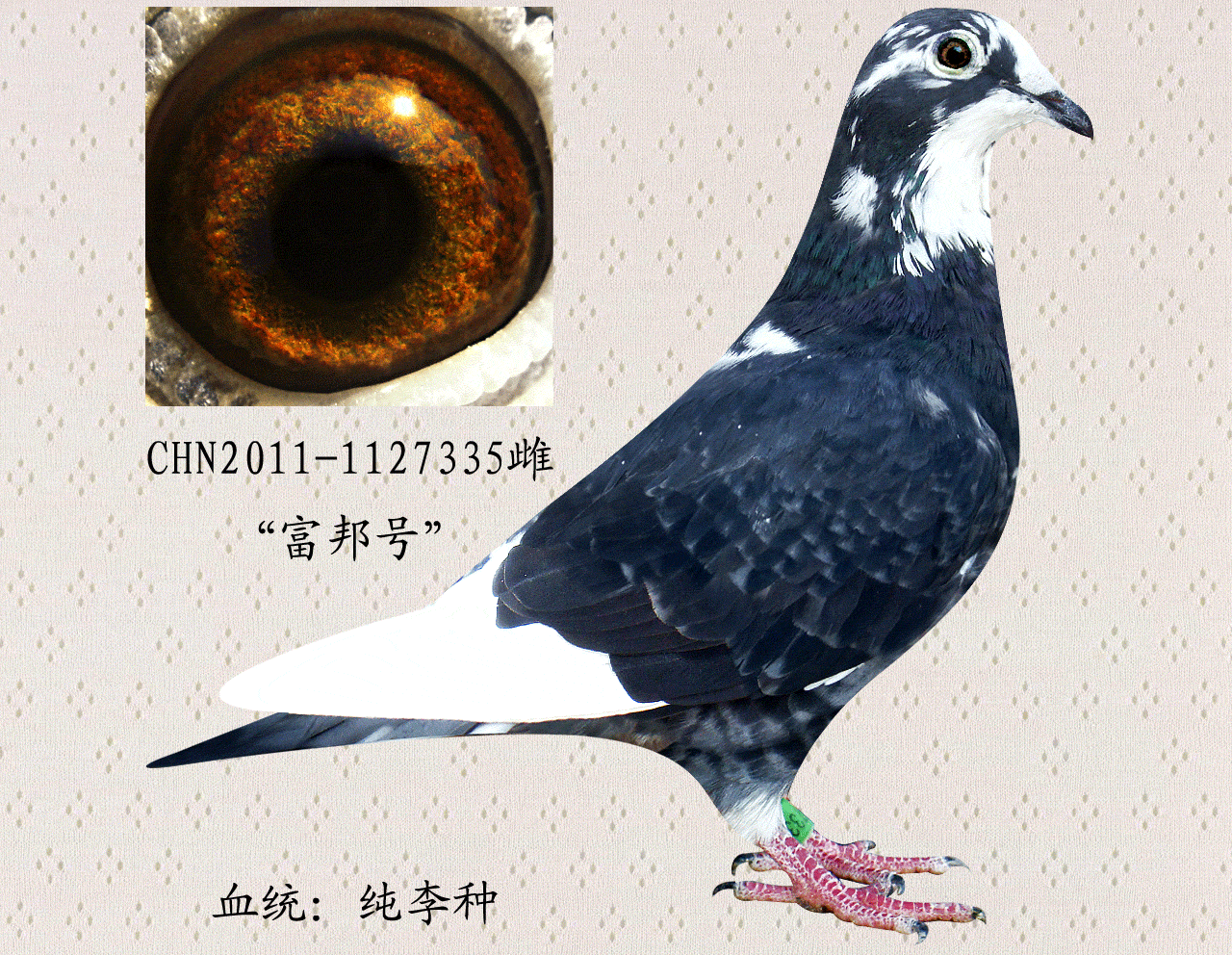 com爱鸽商城_中国信鸽