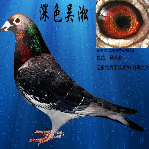 信鸽特征