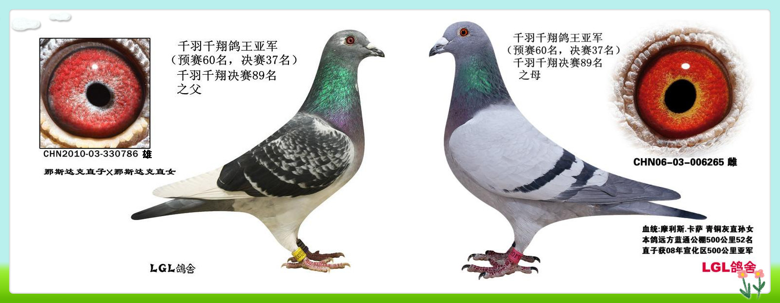 黄金配对_lgl鸽舍_ ag188.com爱鸽商城_中国信鸽信息网