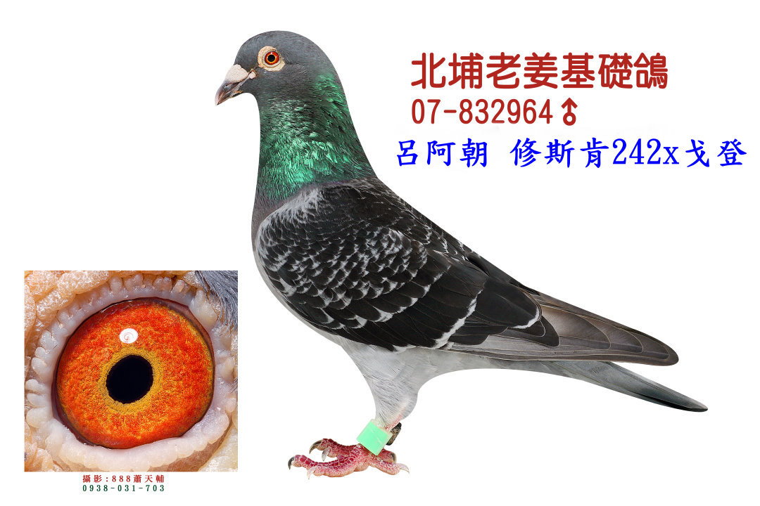 台湾老戈登964