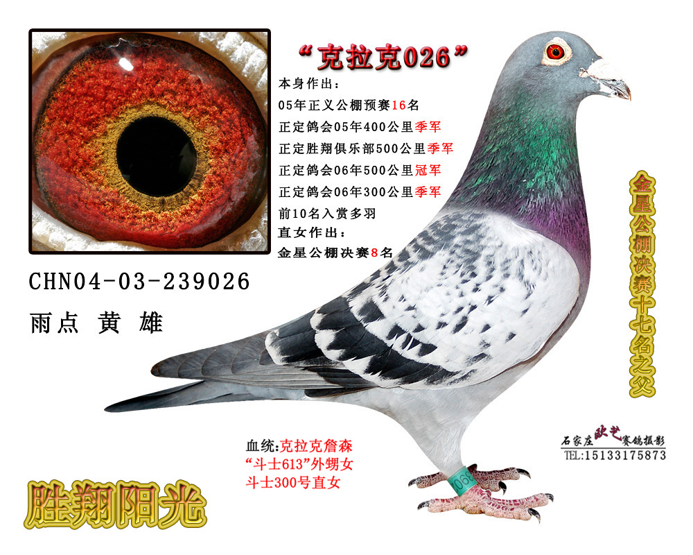 克拉克詹森_胜翔阳光_ ag188.com爱鸽商城_中国信鸽
