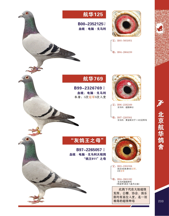 功勋级种鸽_北京航华鸽舍-中信网爱鸽商城