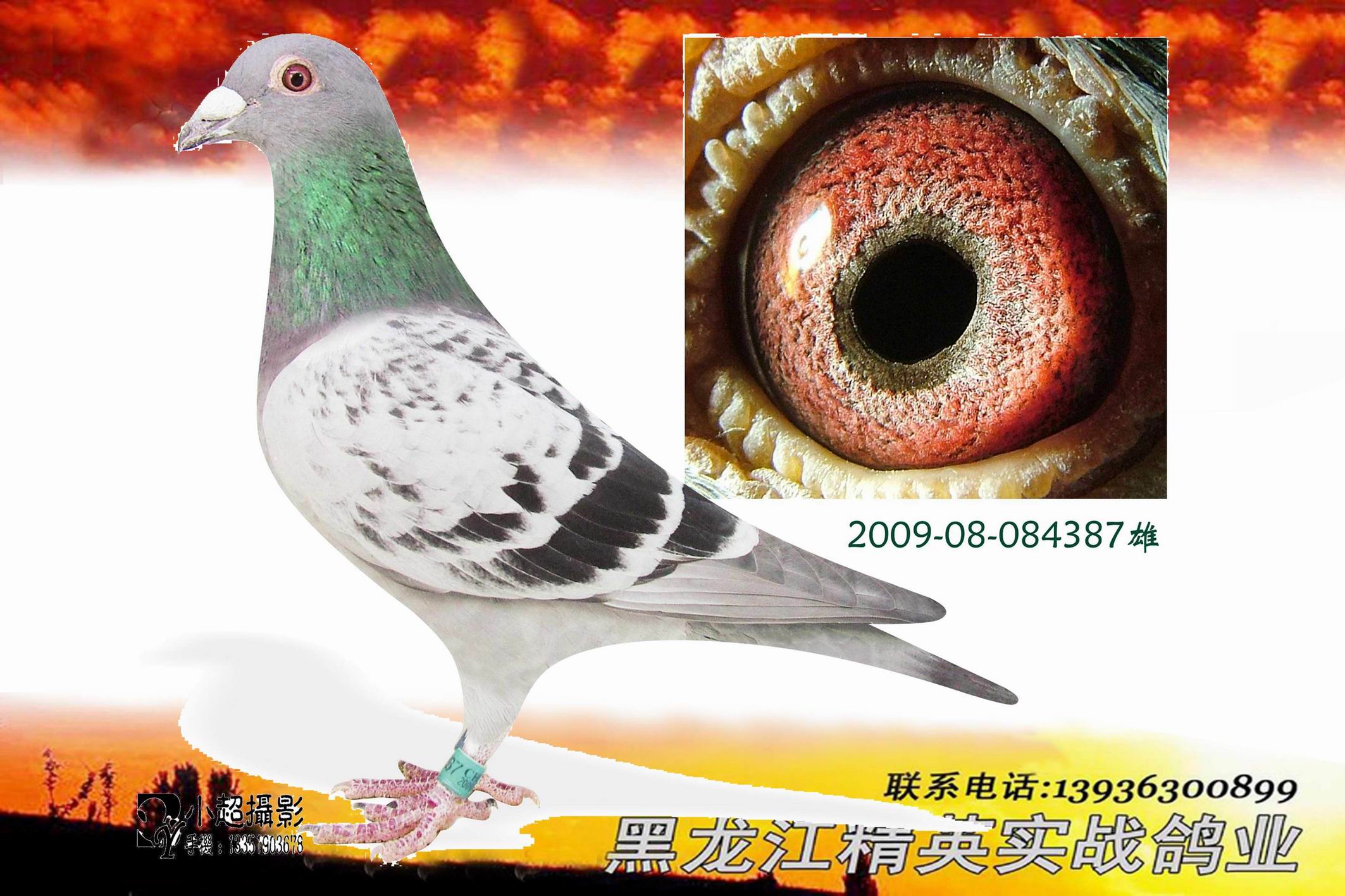 凡龙近亲回血