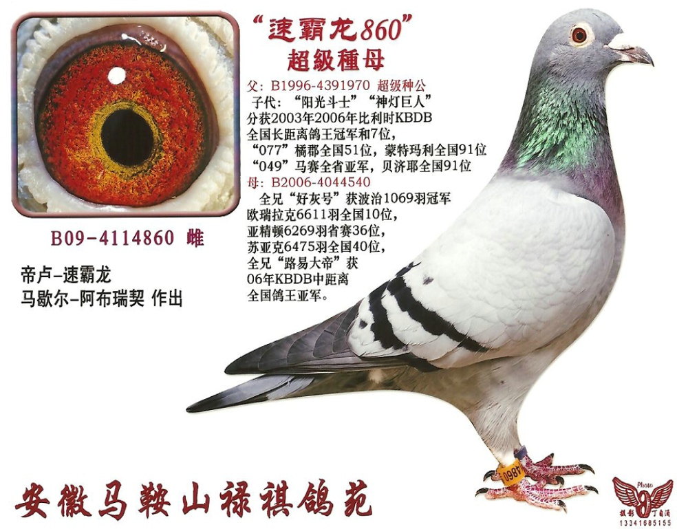 全国鸽王冠军"阳光斗士"平辈速霸龙860