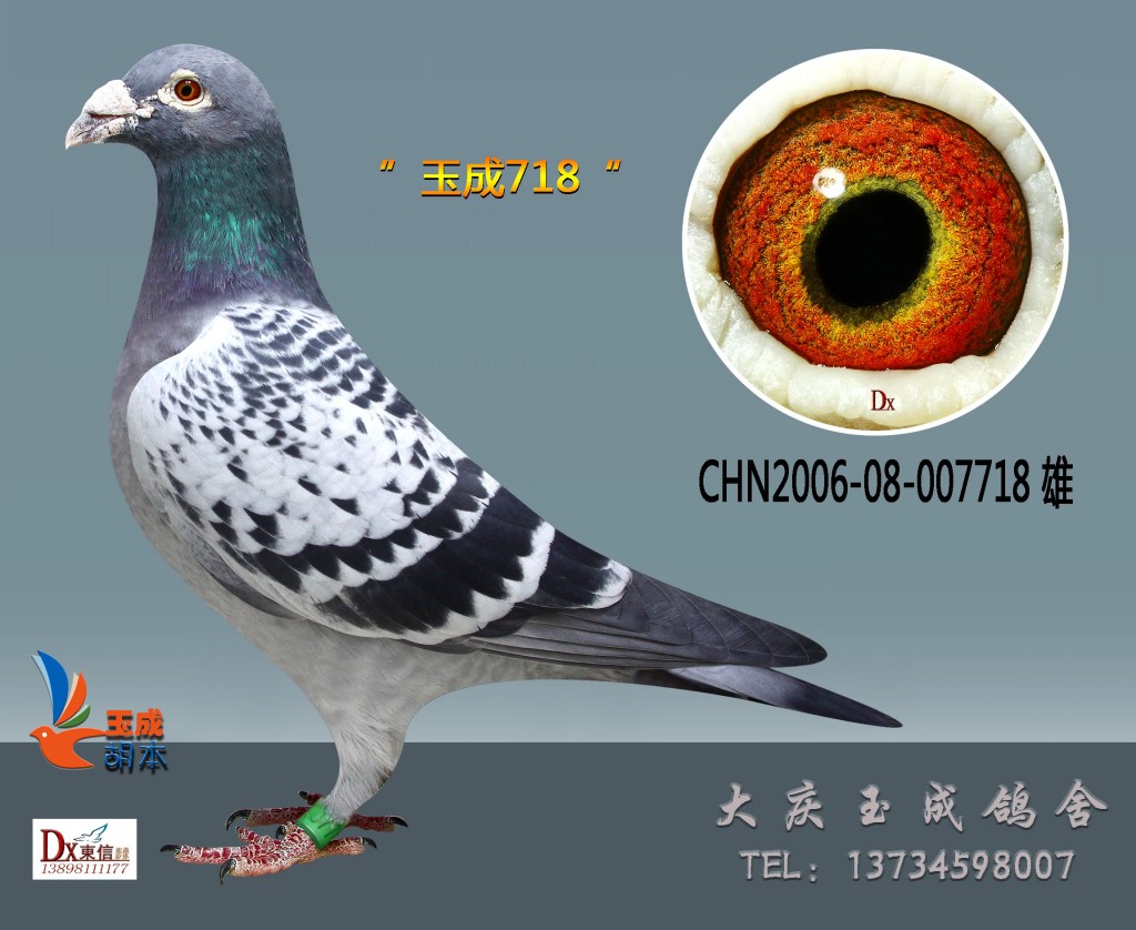 【克拉克纯詹森】_玉成鸽舍-中信网爱鸽商城