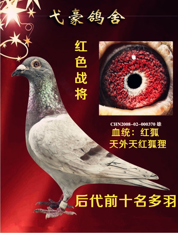 红色战将_弋豪鸽舍_ ag188.com爱鸽商城_中国信鸽信息网