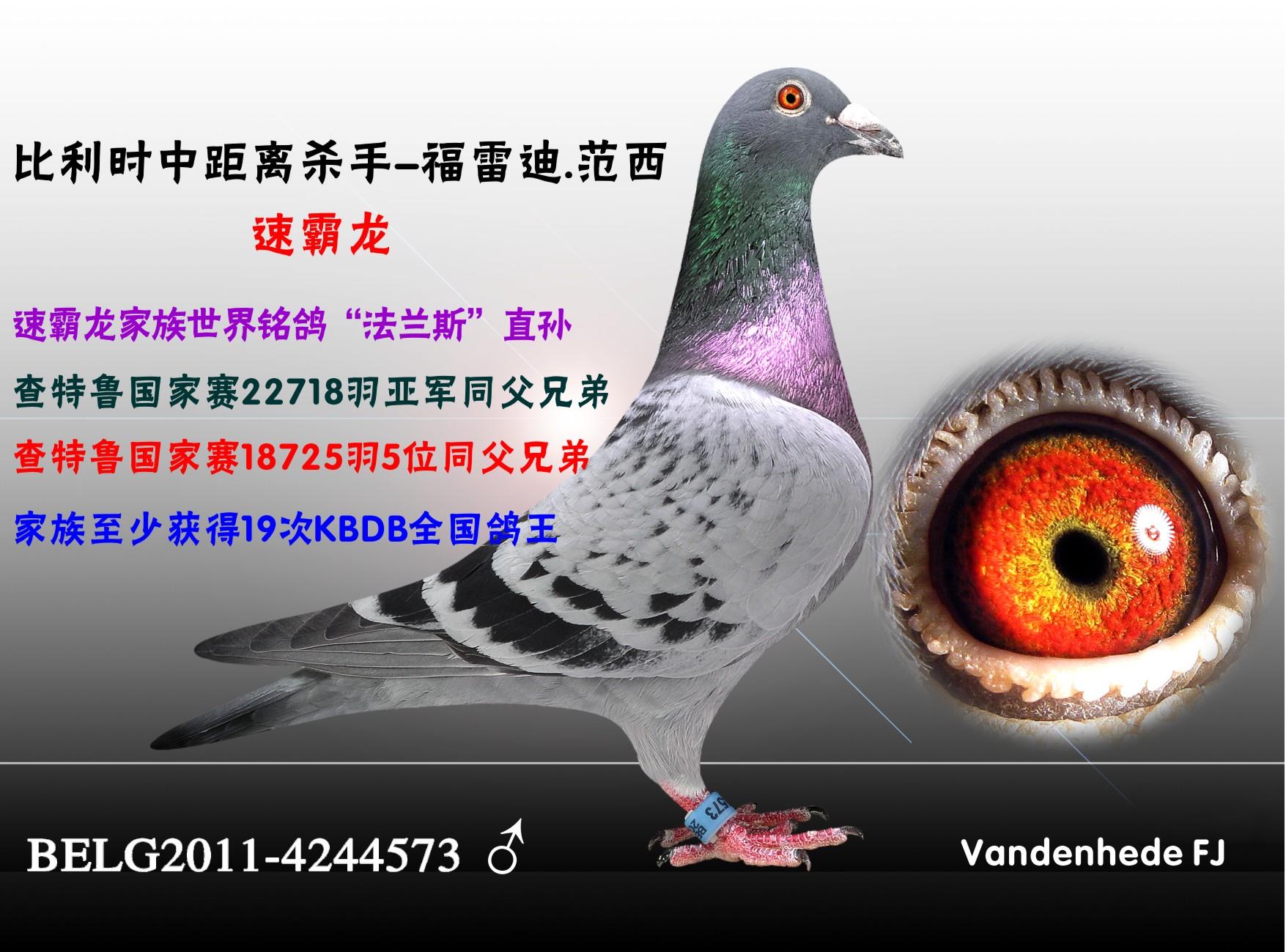 速霸龙573_东福铭鸽-中信网爱鸽商城