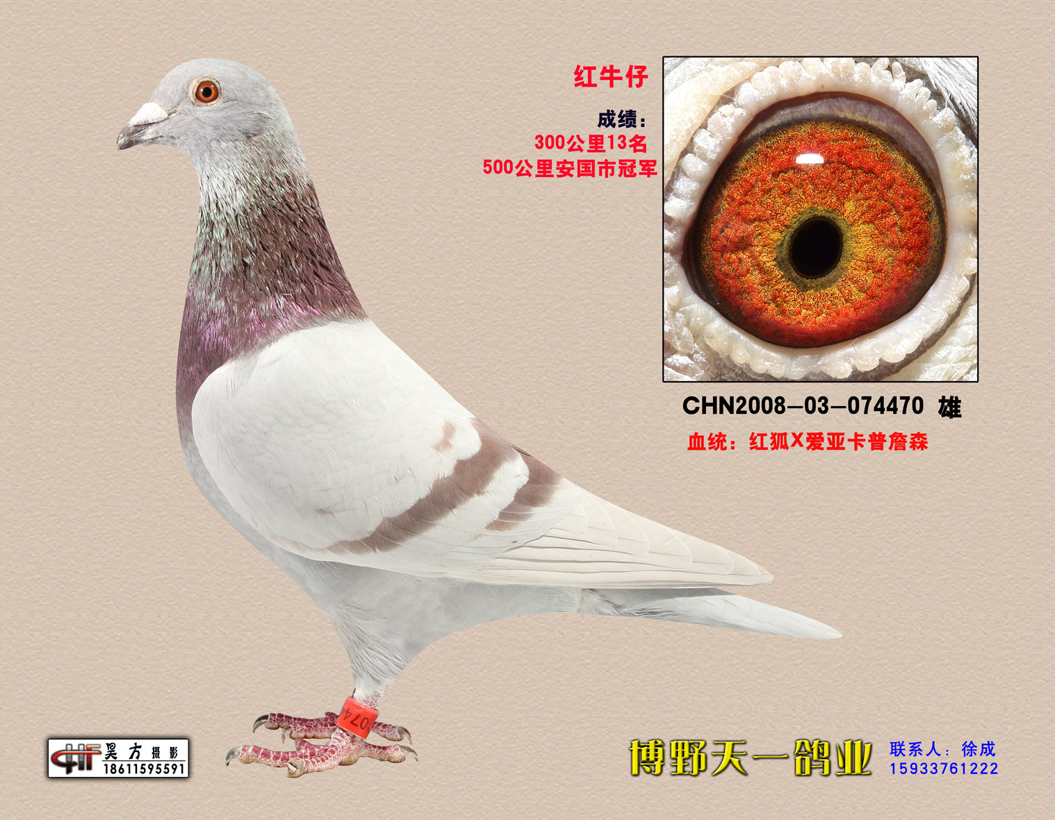 红牛仔_河北博野天一鸽业_ ag188.com爱鸽商城_中国信鸽信息网