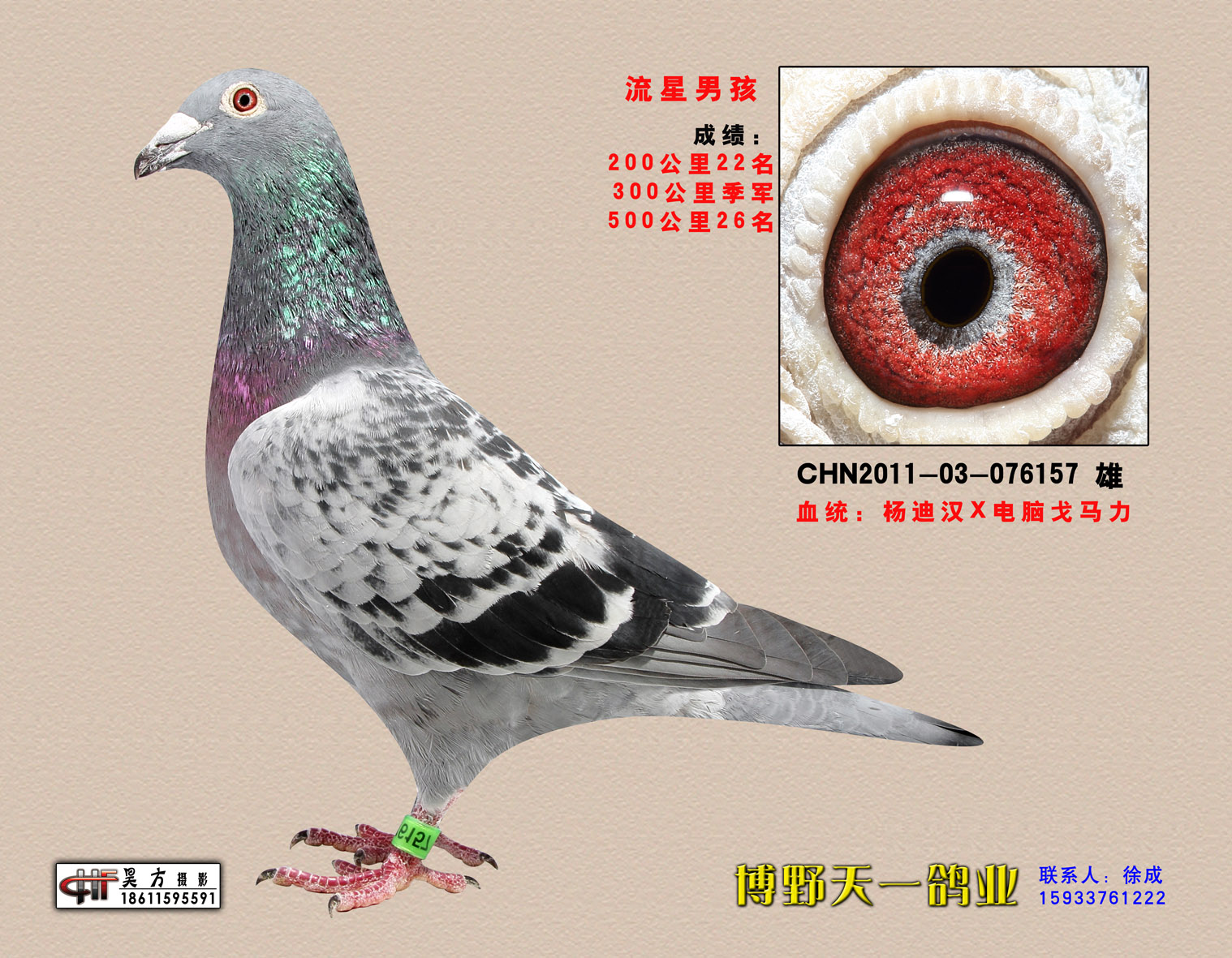 流星男孩_河北博野天一鸽业_ ag188.com爱鸽商城_中国信鸽信息网