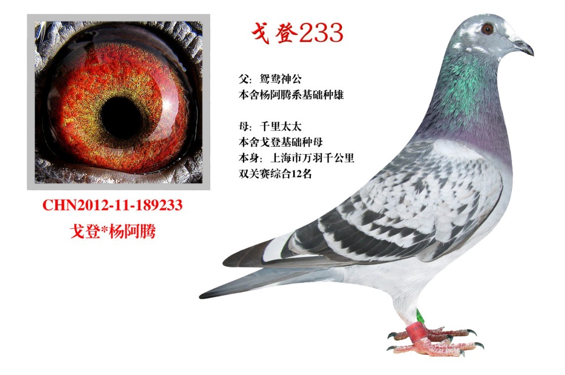 戈登233
