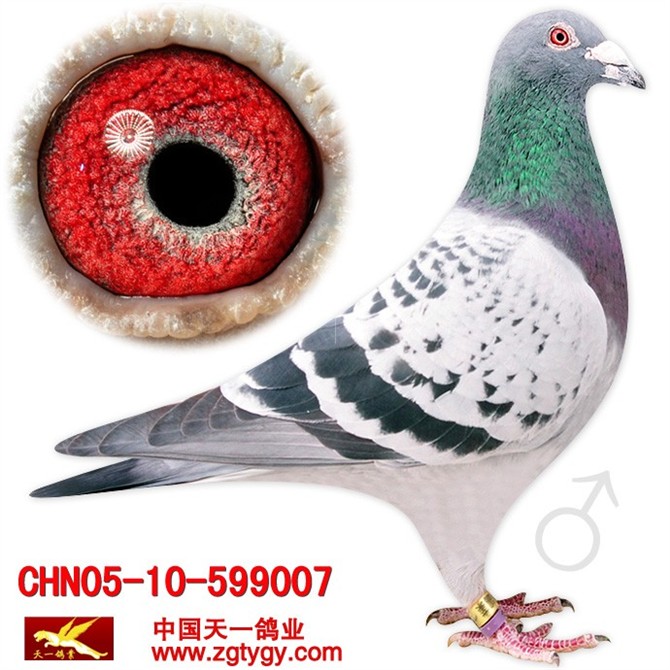 com爱鸽商城_中国信鸽信息网