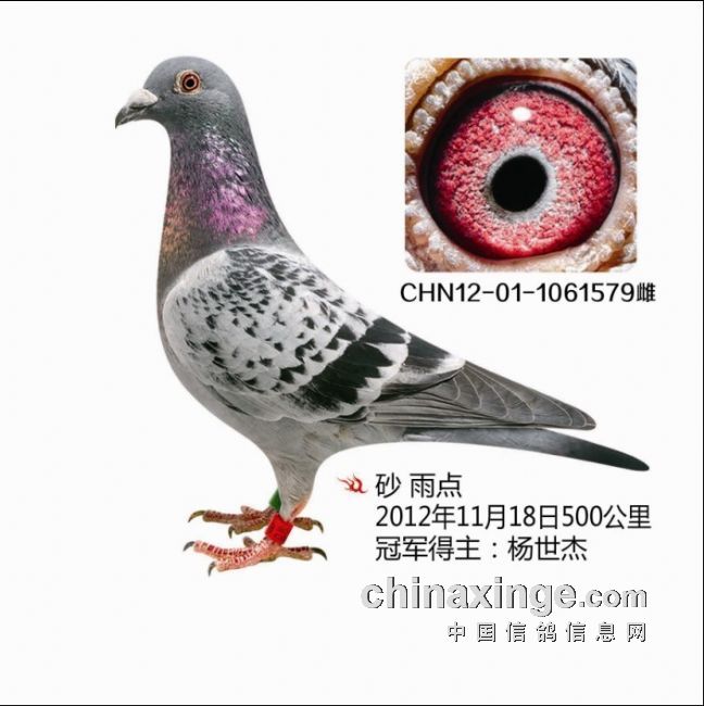 500km冠军_北京杨世杰鸽舍_ag188.com爱鸽商城_中国