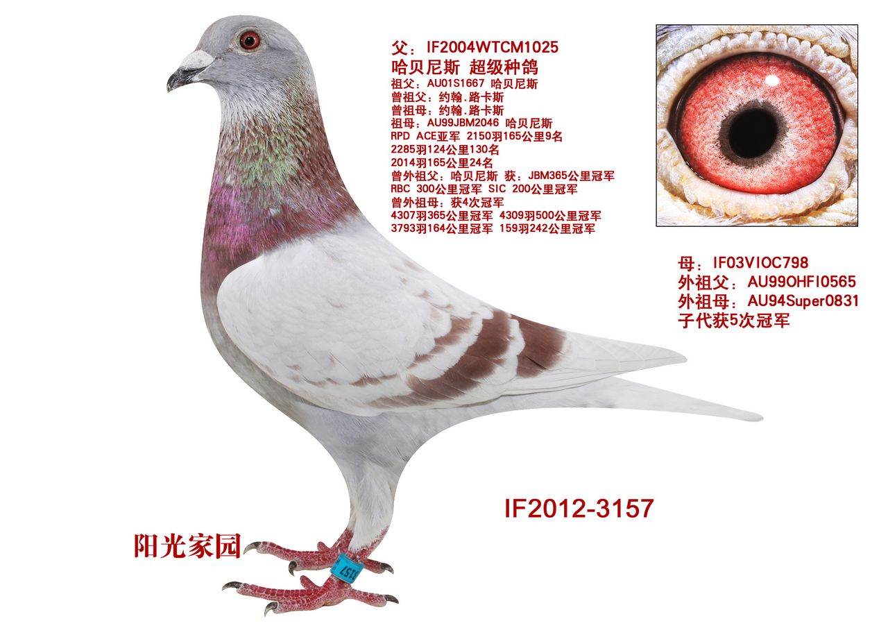 哈贝尼斯-快乐男孩(仅供欣赏)